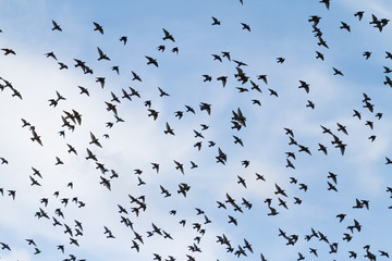 black birds with open wings against the background of a beautiful sky