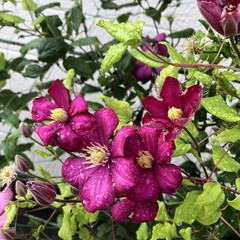 Pink flowers