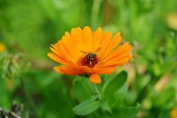 Fly in bright calendula flower close-up on green background