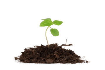 The green plant is growing in black soil