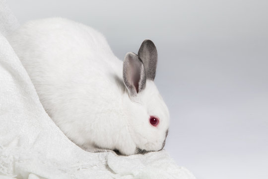 Californian domestic rabbit small breed, white rabbit with dark ends. Front view of rabbit sniffing the floor and looking at the camera. Plain light color background.