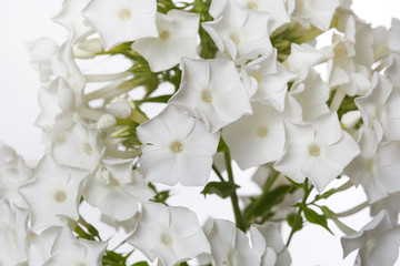Floral wallpaper of gentle phlox on white background, close-up.