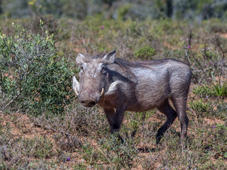 Naklejka na ściany i meble The common warthog is a wild member of the pig family found in sub-Saharan Africa image in landscape format