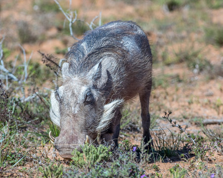 The common warthog is a wild member of the pig family found in sub-Saharan Africa image in landscape format