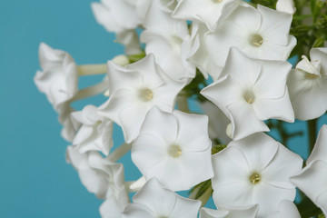 Floral wallpaper of white phlox on a blue background, close-up.