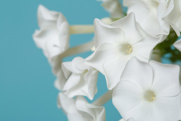 Fototapeta na wymiar Floral wallpaper of white phlox on a blue background, close-up.