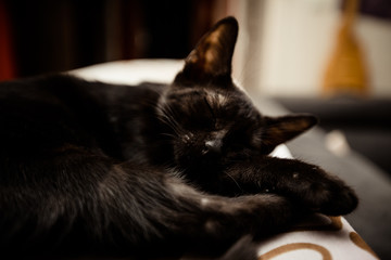 CHATON NOIR AU DODO © Temanu