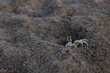 Crabs. Sand. Sea coast