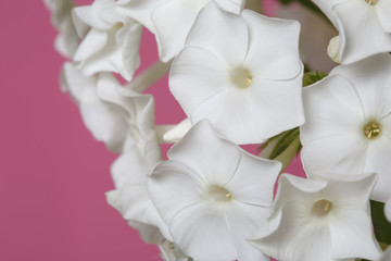 Fototapeta na wymiar Floral wallpaper from white phlox on a pink background, macro.