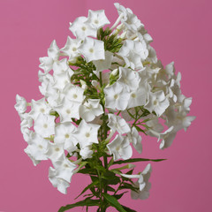 Inflorescence of white phlox isolated on pink background.