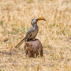 Yellow-billed Hornbill © Cathy Withers-Clarke
