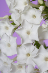 Floral wallpaper of white phlox on purple background, macro.