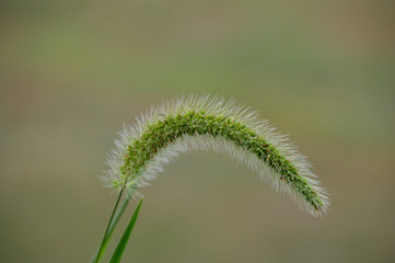 エノコログサ（別名ネコジャラシ）のクローズアップ