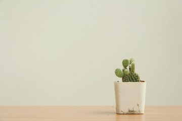Pot cactus on brown wood table with copy space on white wall background.