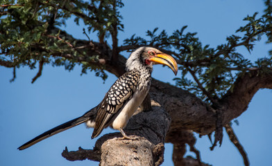 Yellow-billed Hornbill