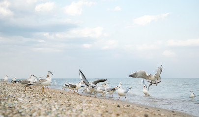 White gulls on a deserted sandy beach in Los Angeles