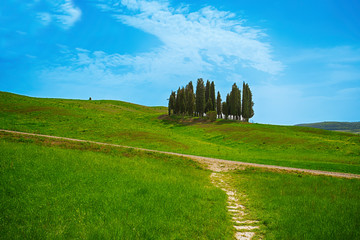 Cypresses trees on Tuscany hills, Siena province, Italy.
