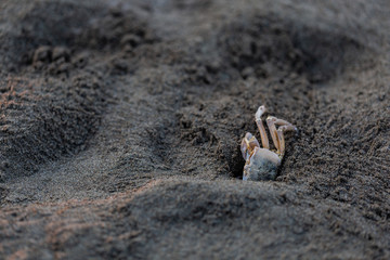 Crabs. Sand. Sea coast