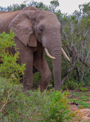 Fototapeta premium African elephant roam in the wilderness