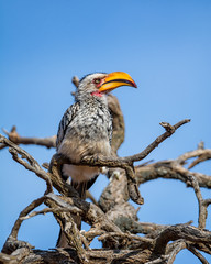 Yellow-billed Hornbill