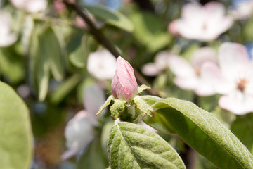 Blossoming quince. Quince branch. Quince bud. Springtime.