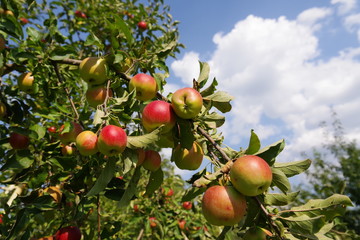 ripe red apples on a tree