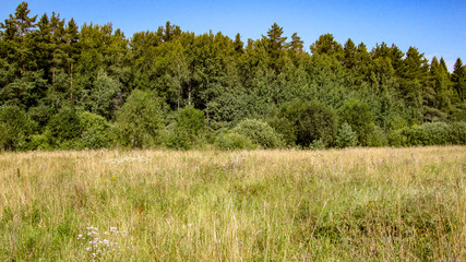 Fototapeta premium Summer landscape