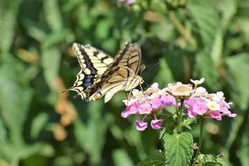 Fototapeta na wymiar swallowtail butterfly in Cyprus