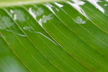 green leaf under flowing water macro background