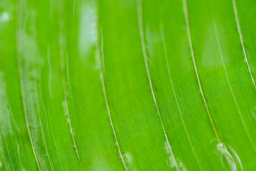 green leaf under flowing water macro background