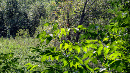 Fototapeta premium Summer landscape
