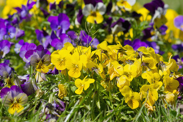 Flower bed with blue and yellow pansies closeup