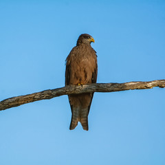Yellow-billed Kite