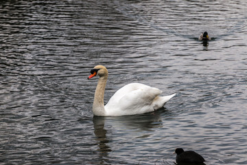 Swan in lake