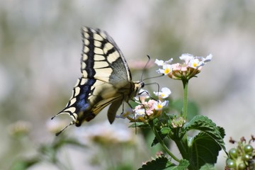swallowtail butterfly in Cyprus