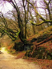 Ancient moss covered woodland in Exmoor National Park .