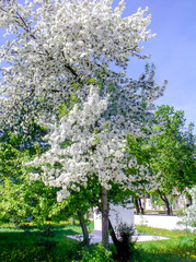White flowers tree