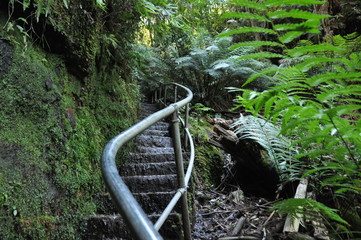 jungle
