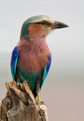 Lilac-breasted Roller