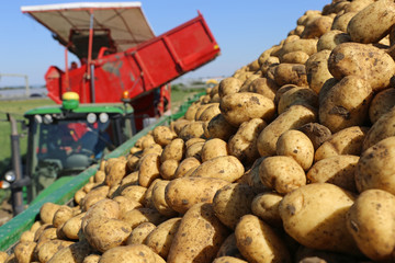 Landwirtschaftliches Kartoffeln roden