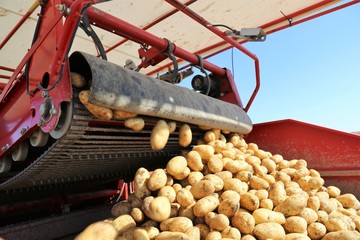Landwirtschaftliches Kartoffeln roden