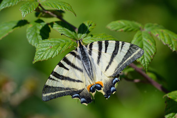 Machaon