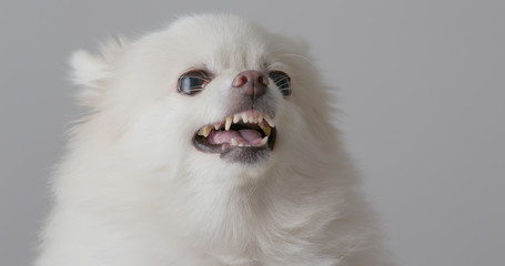 White pomeranian barking