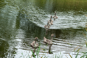 six small chicks swans of a gray-brown color float on the lake's water and look into the camera, fluffy kids with black eyes, summer, autumn, daylight, grass high in the foreground