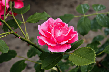 One pink rose closeup on a bush branch