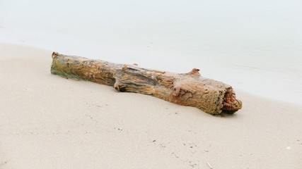 Wooden log on shore