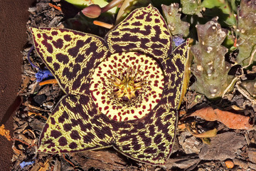 Star shaped flower of toad plant