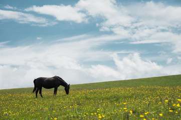 A horse on a green pasture with yellow flowers against a blue sky with clouds. Black horse