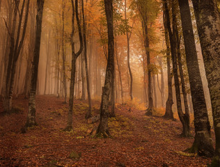 Beech autumn forest in the mountains. everything is covered with red fallen leaves.
