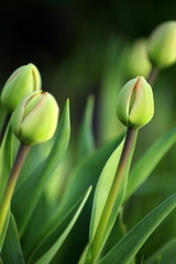 Graden flowers: tulips, fern, bell-flower, horsetail